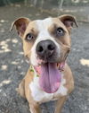 adoptable Dog in woodland, CA named BRUCE