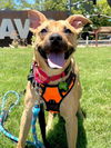 adoptable Dog in woodland, CA named *TADPOLE