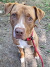adoptable Dog in woodland, CA named SNICKERS
