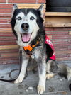 adoptable Dog in woodland, CA named *ELAINE