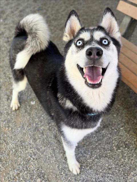 adoptable Dog in Woodland, CA named LOLA