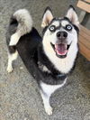 adoptable Dog in woodland, CA named LOLA