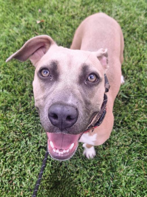 adoptable Dog in Woodland, CA named *SAPHIE