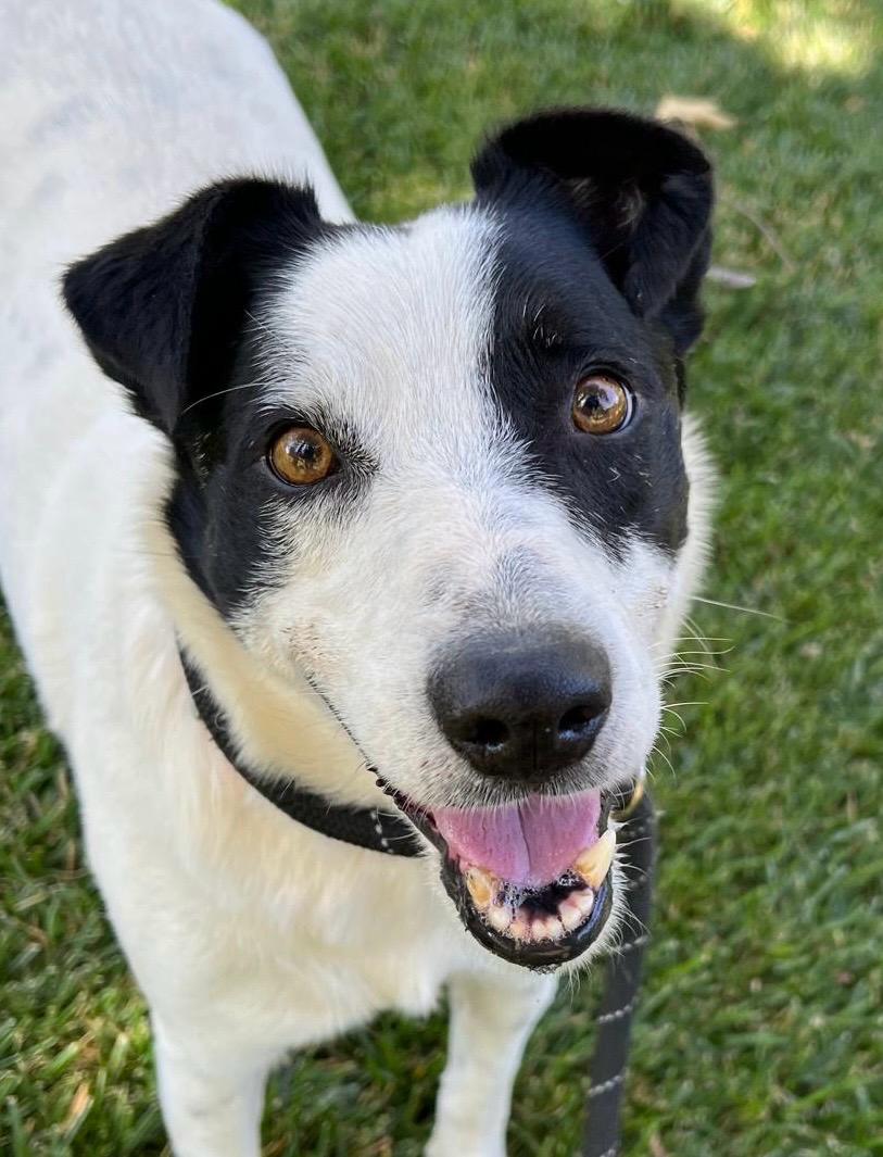 adoptable Dog in Woodland, CA named PANDA