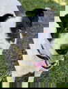 adoptable Dog in woodland, CA named PANDA