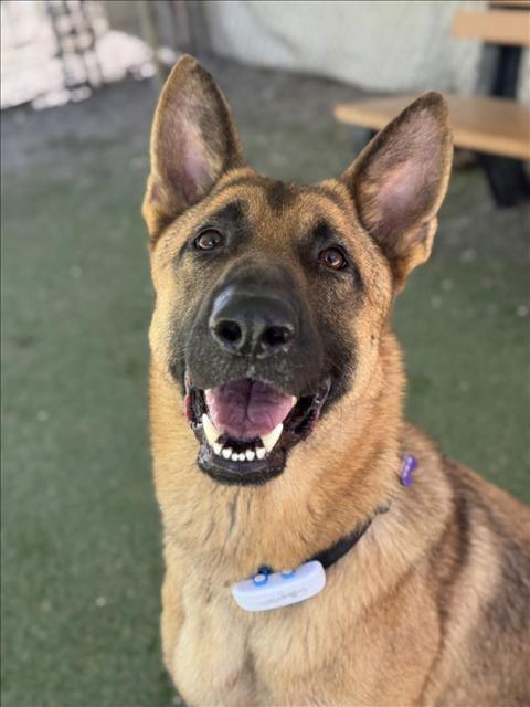 adoptable Dog in Woodland, CA named *LOUIS