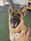 adoptable Dog in woodland, CA named *LOUIS