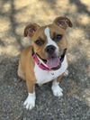 adoptable Dog in woodland, CA named BROWNIE