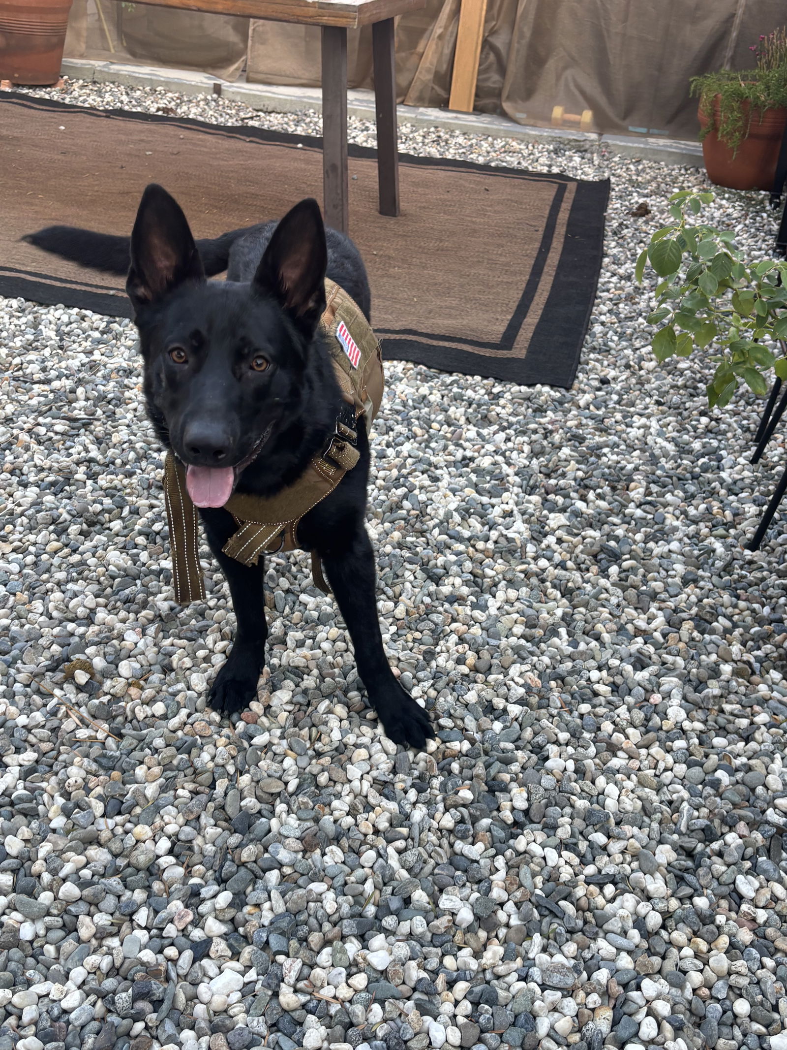 adoptable Dog in Woodland, CA named Chamal