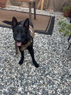 adoptable Dog in woodland, CA named Chamal