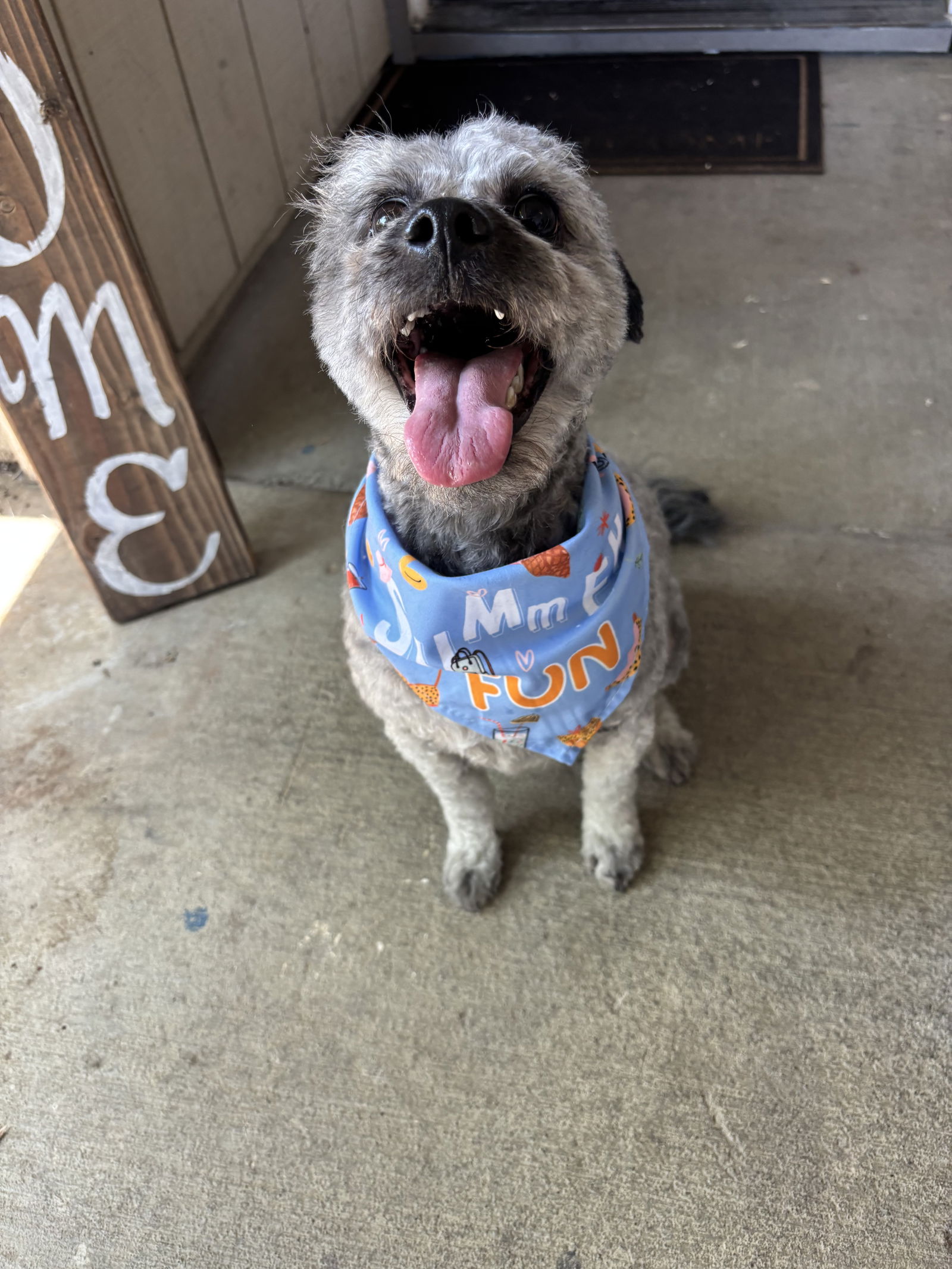 adoptable Dog in Woodland, CA named Luca