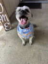 adoptable Dog in woodland, CA named Luca