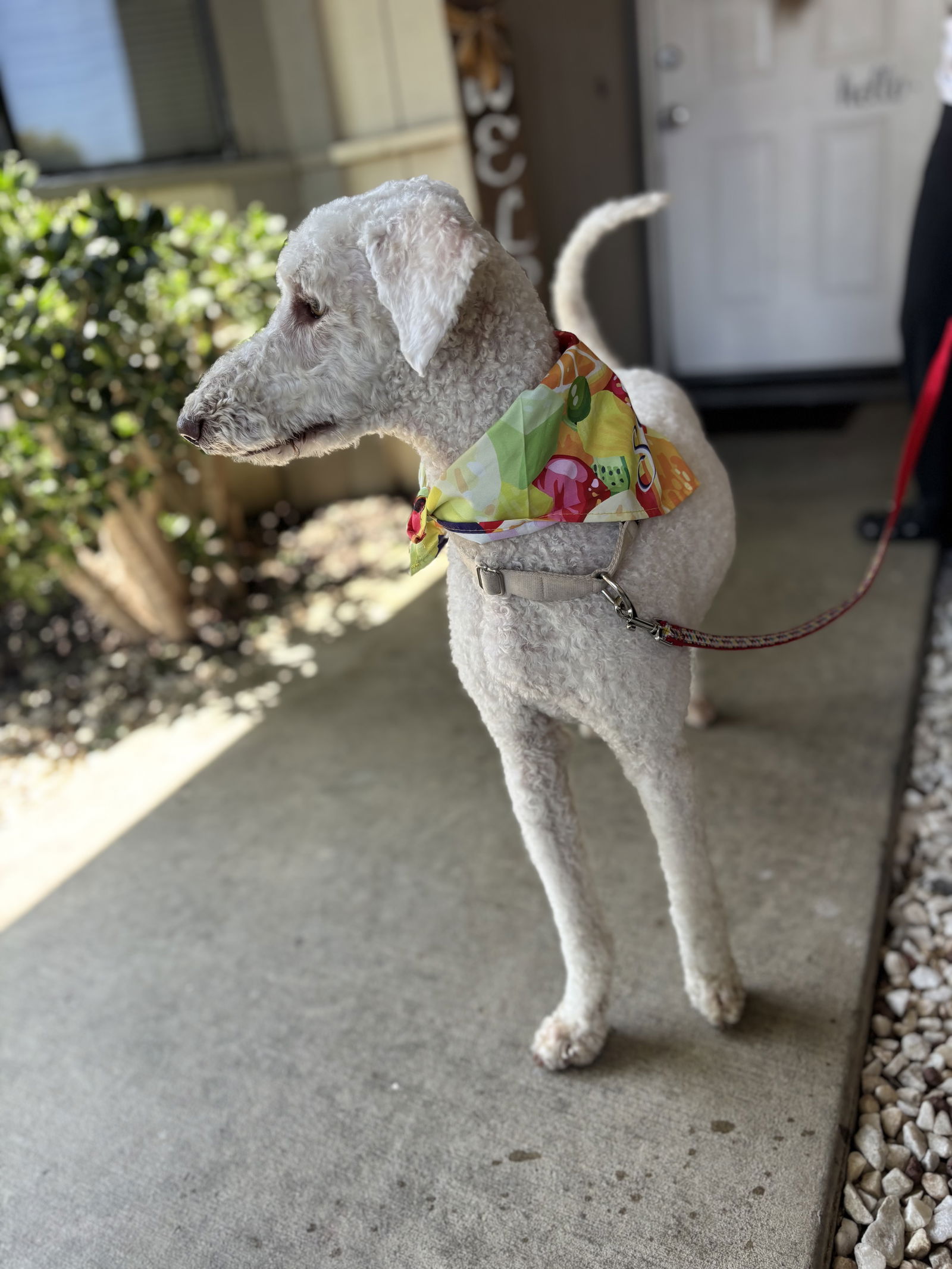 adoptable Dog in Woodland, CA named Kamila