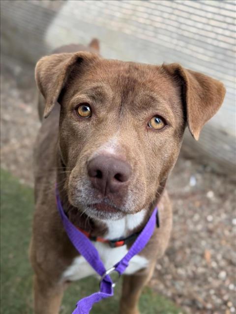 adoptable Dog in Woodland, CA named *RUM (ROO)