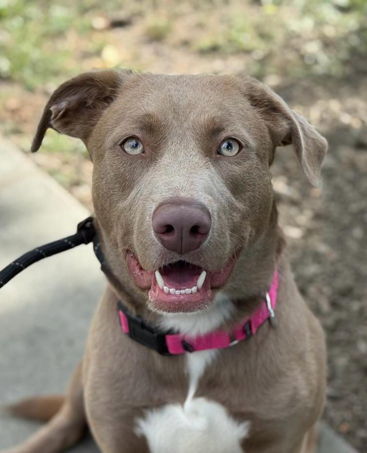 adoptable Dog in Woodland, CA named *HAZEL