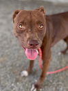adoptable Dog in woodland, CA named *HONEY BEE