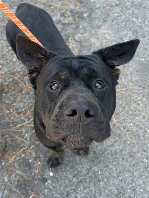 adoptable Dog in Woodland, CA named *MR. PICKLES