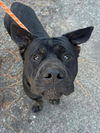 adoptable Dog in woodland, CA named *MR. PICKLES