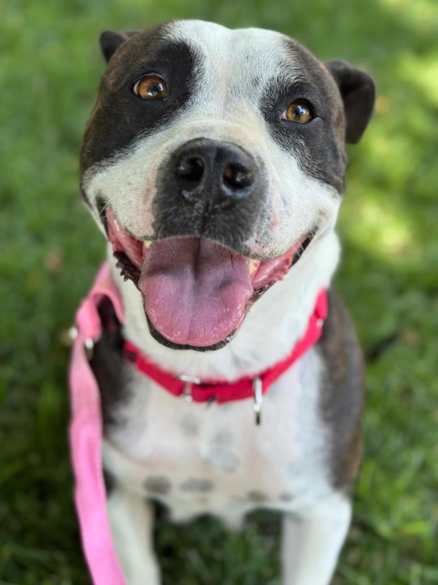 adoptable Dog in Woodland, CA named *PEPSI