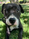 adoptable Dog in woodland, CA named *FLIPPERS
