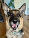 adoptable Dog in  named *CHIVE