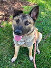 adoptable Dog in woodland, CA named *MOONSHINE