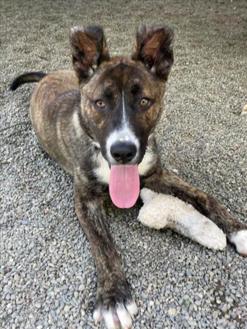 adoptable Dog in Woodland, CA named TABITHA