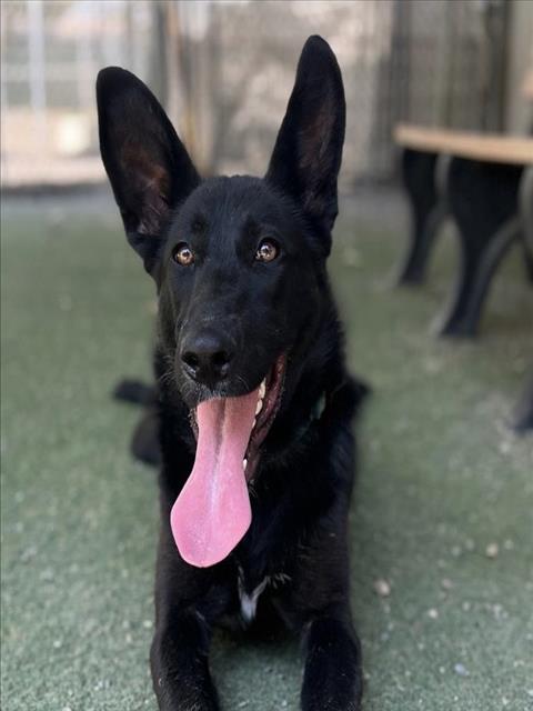 adoptable Dog in Woodland, CA named *MARINA