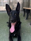 adoptable Dog in woodland, CA named *MARINA