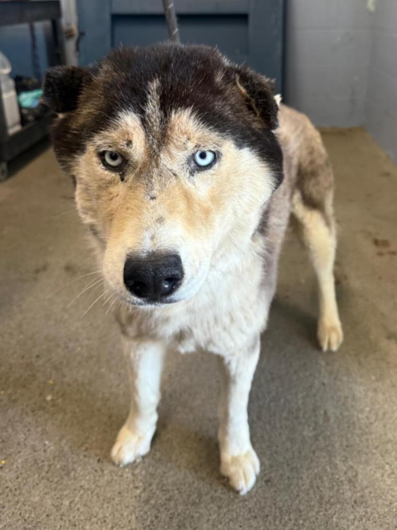 adoptable Dog in Woodland, CA named *ELIO
