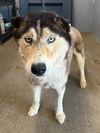 adoptable Dog in woodland, CA named *ELIO