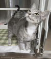 adoptable Cat in woodland, CA named *TABITHA