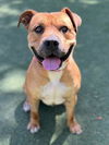 adoptable Dog in woodland, CA named *MAGNUS