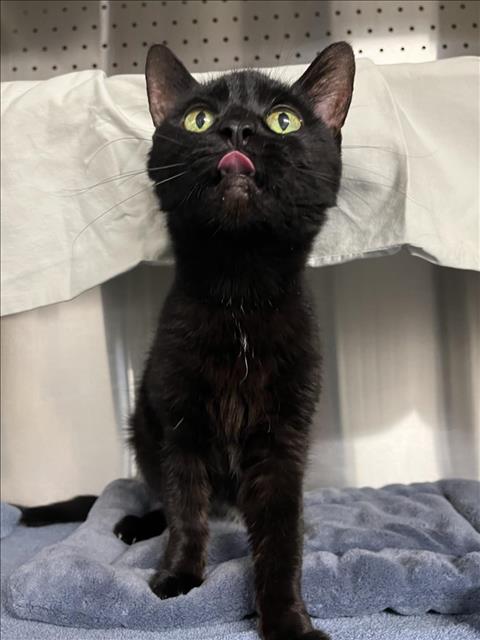 adoptable Cat in Woodland, CA named NIGHT NIGHT