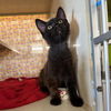 adoptable Cat in woodland, CA named *SUNSHINE