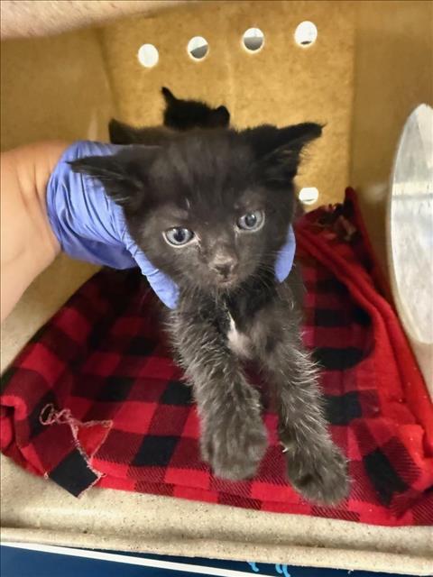 adoptable Cat in Woodland, CA named *MILKY WAY