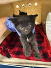 adoptable Cat in woodland, CA named *MILKY WAY