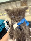 adoptable Cat in woodland, CA named *MILO