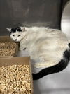 adoptable Cat in woodland, CA named JESSE