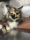 adoptable Cat in woodland, CA named MAGGIE