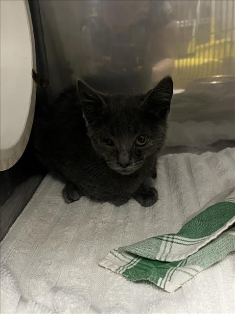 adoptable Cat in Woodland, CA named A216680
