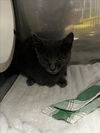 adoptable Cat in woodland, CA named A216680