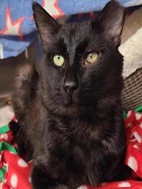 adoptable Cat in Woodland, CA named *OSCAR