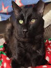 adoptable Cat in woodland, CA named *OSCAR