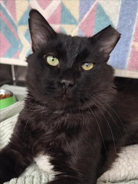 adoptable Cat in Woodland, CA named *OSCAR