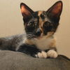 adoptable Cat in woodland, CA named *PAPRIKA