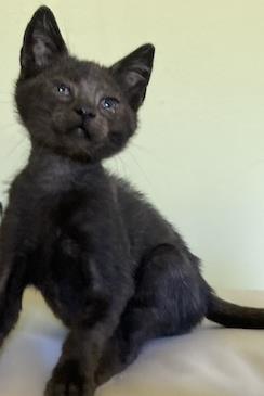 adoptable Cat in Woodland, CA named *PICKLES