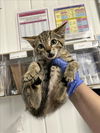 adoptable Cat in woodland, CA named *MARGE