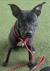 adoptable Dog in  named *CHLOE BERRY