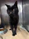 adoptable Cat in woodland, CA named MOGLI